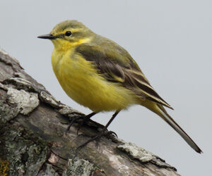 Yellow-headed Wagtail
