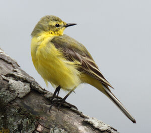 Yellow-headed Wagtail