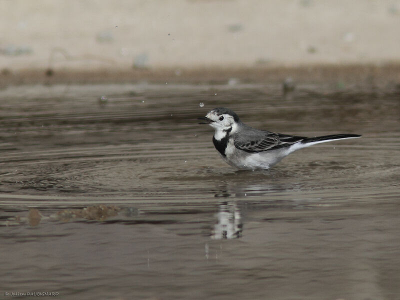 White Wagtail, identification
