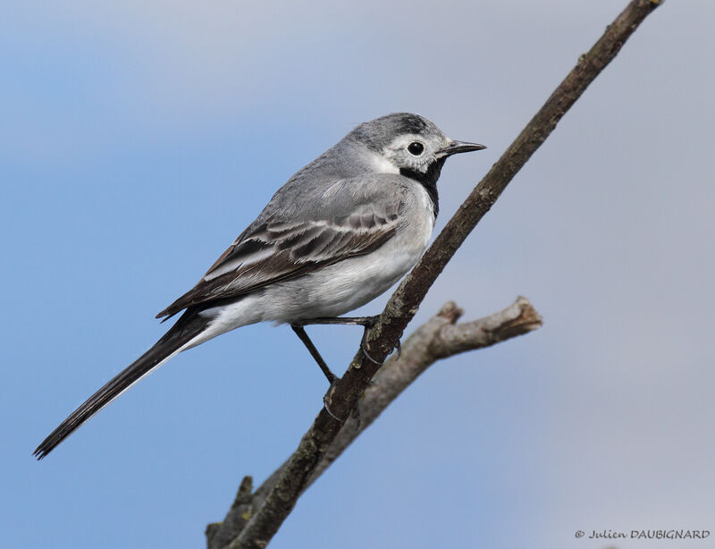 White Wagtail, identification