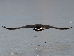 Canada Goose