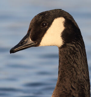 Canada Goose