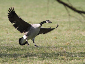 Canada Goose