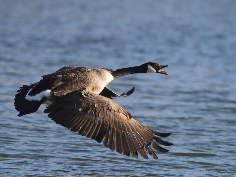 Canada Goose, Flight