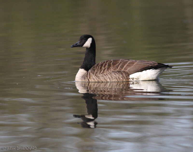 Canada Goose, identification