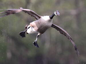Canada Goose