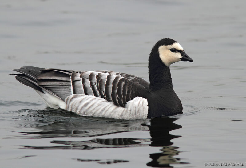 Barnacle Goose, identification