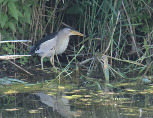 Little Bittern
