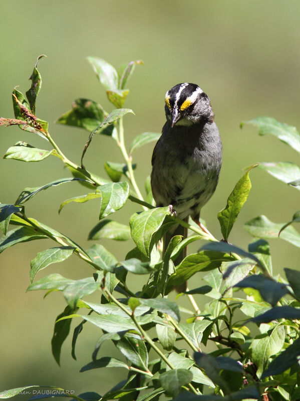 White-throated Sparrow male, identification