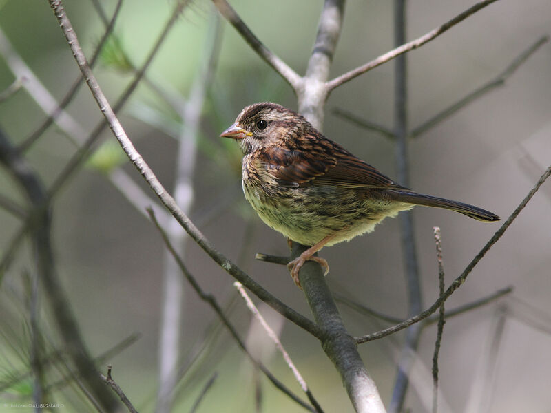 Song Sparrowjuvenile, identification