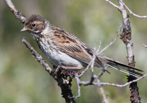 Bruant des roseaux 
&copy; Julien Daubignard