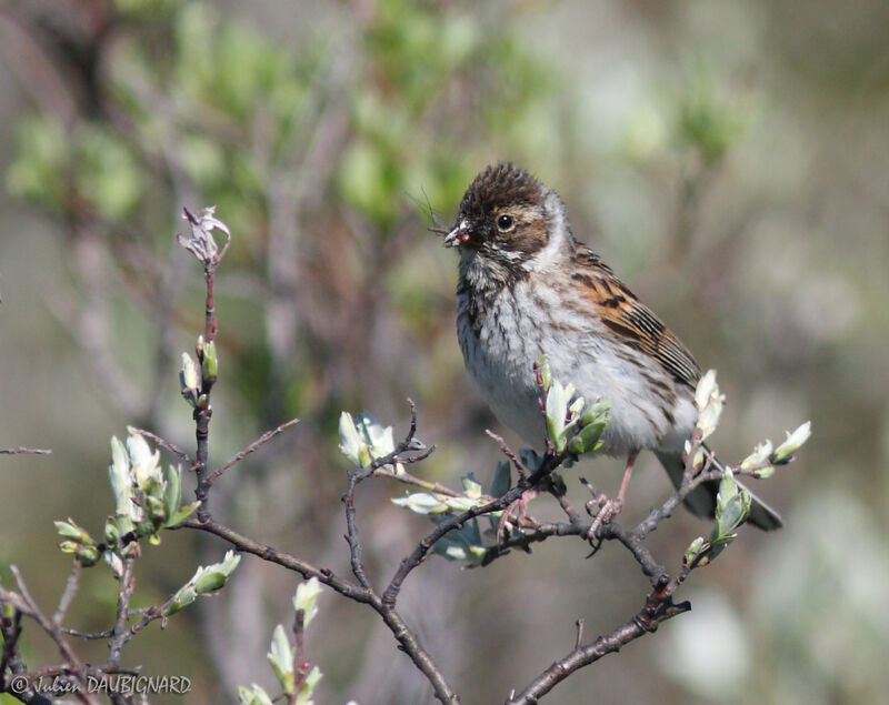 Common Reed Bunting female, identification