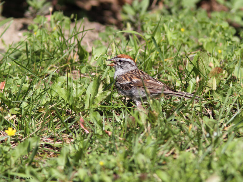 Chipping Sparrow, identification