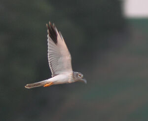 Pallid Harrier 
&copy; Julien Daubignard