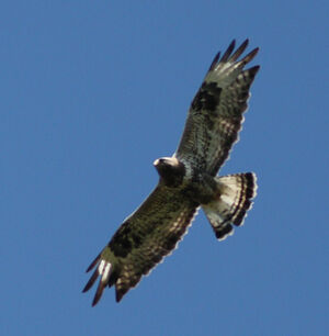 Rough-legged Buzzard 
&copy; Julien Daubignard