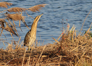 Eurasian Bittern