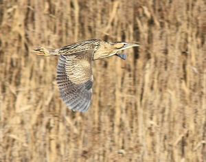 Eurasian Bittern