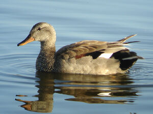 Canard chipeau 
&copy; Julien Daubignard