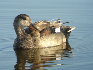 Canard chipeau 
&copy; Julien Daubignard
