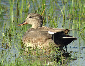 Canard chipeau 
&copy; Julien Daubignard