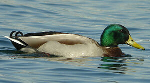 Canard colvert