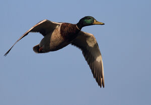 Mallard