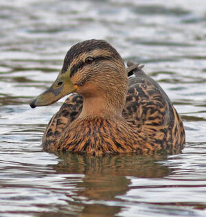 Canard colvert
