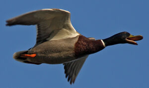 Canard colvert