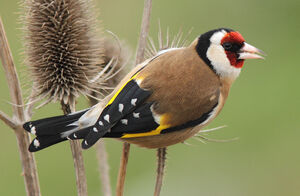European Goldfinch 
&copy; Julien Daubignard