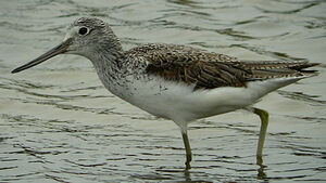 Common Greenshank 
&copy; Julien Daubignard