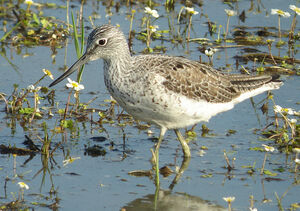 Common Greenshank 
&copy; Julien Daubignard
