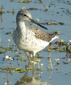 Common Greenshank 
&copy; Julien Daubignard