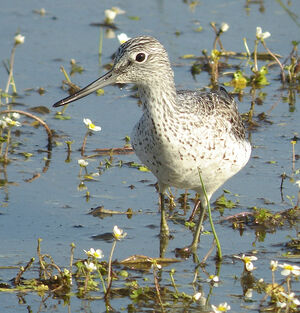 Common Greenshank 
&copy; Julien Daubignard