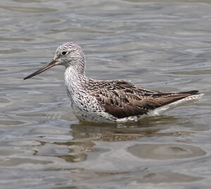 Common Greenshank
