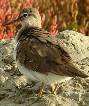 Common Sandpiper