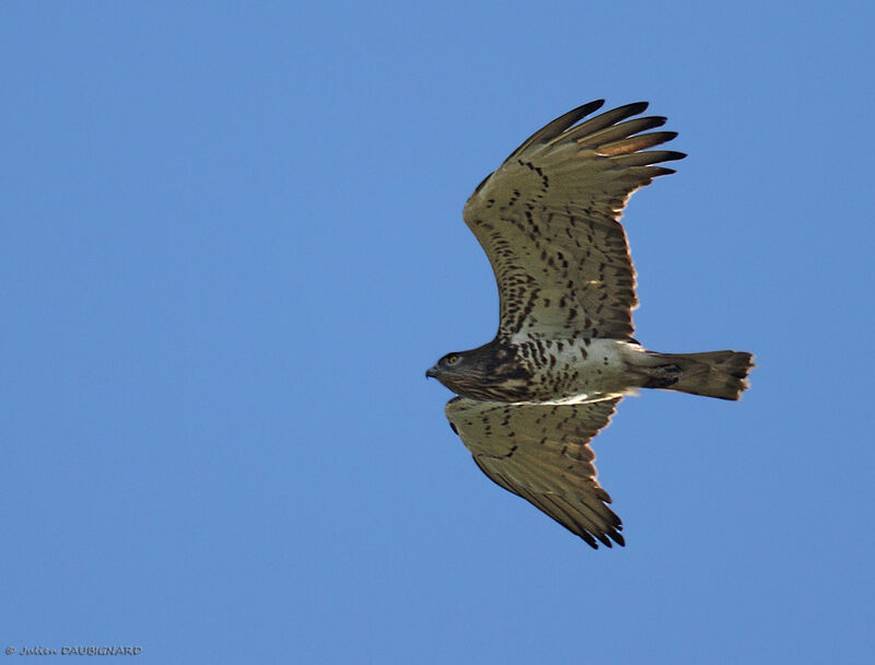 Short-toed Snake Eagle, Flight
