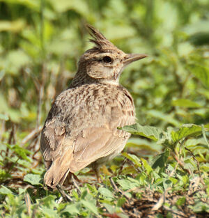 Crested Lark