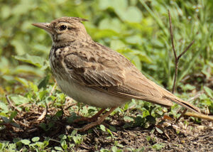 Crested Lark