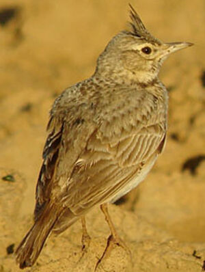 Cochevis huppé