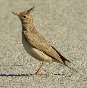 Cochevis huppé
