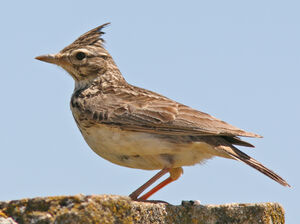 Cochevis huppé