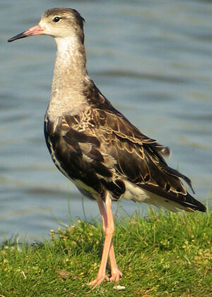 Ruff 
&copy; Julien Daubignard