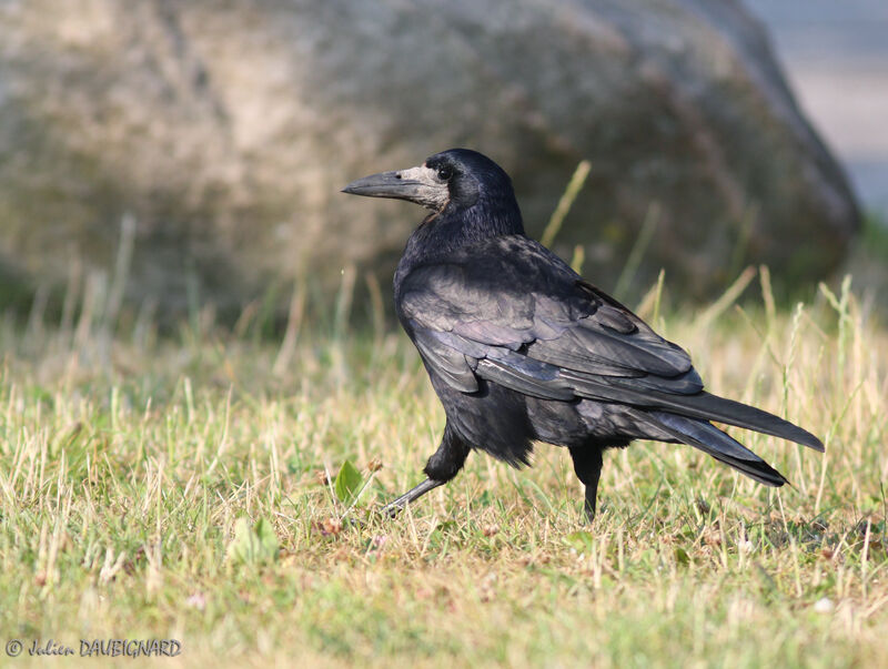 Corbeau freuxadulte, identification