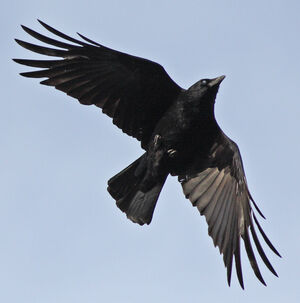 Corneille noire