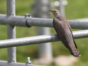 Common Cuckoo