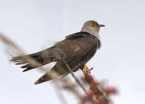 Common Cuckoo