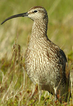 Whimbrel 
&copy; Julien Daubignard