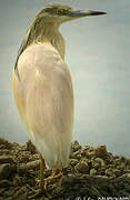 Squacco Heron