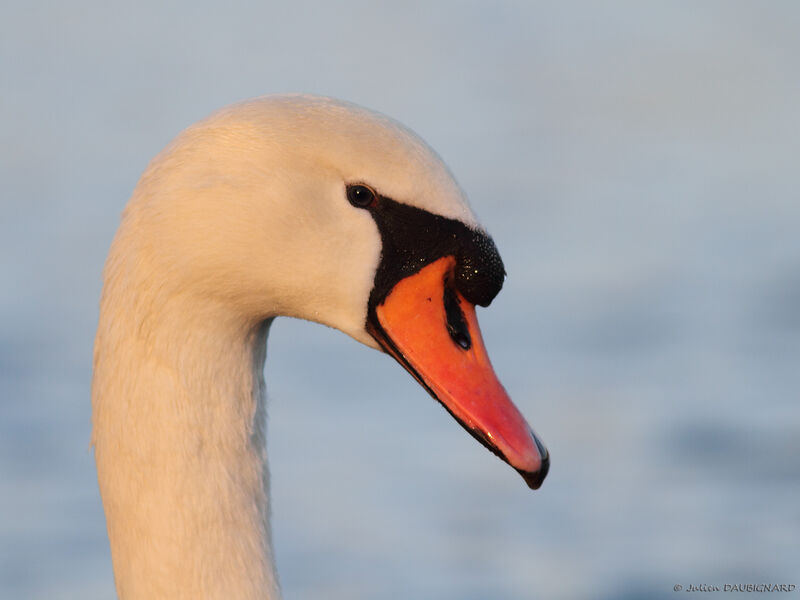 Mute Swan, identification, close-up portrait
