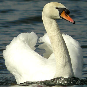 Mute Swan